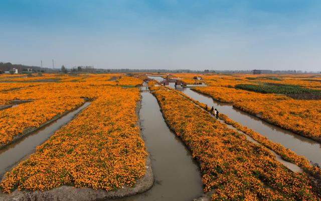 秋天周末无锡周边自驾游：兴化千垛花海-李中水上森林探寻中国”东方威尼斯“2日自驾游