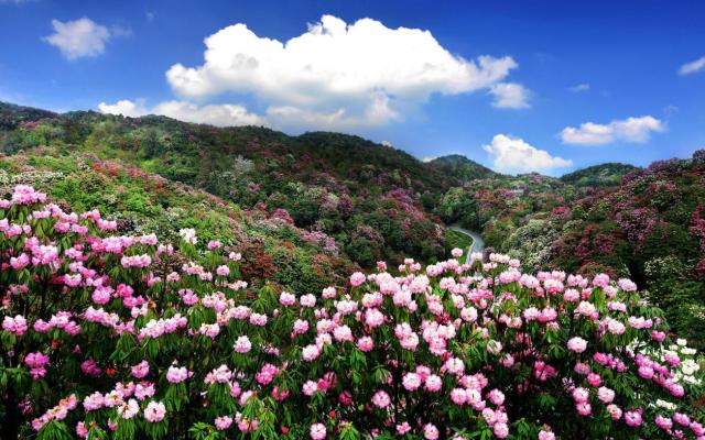 湖南出发贵阳3日自驾游:赏百里杜鹃-平坝樱花3日湖南周边赏花自驾游