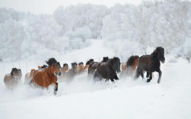 天津集合内蒙古乌兰布统3日自驾游：乌兰布统-野穿无人区-塞罕坝3日体验冰雪天地