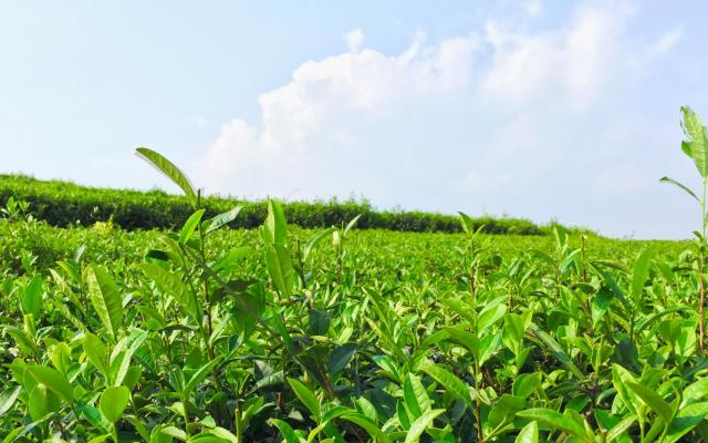 长沙到益阳两日自驾路书:长沙到茶马古道、洞市老街，黑茶故乡关山探险二日自驾游