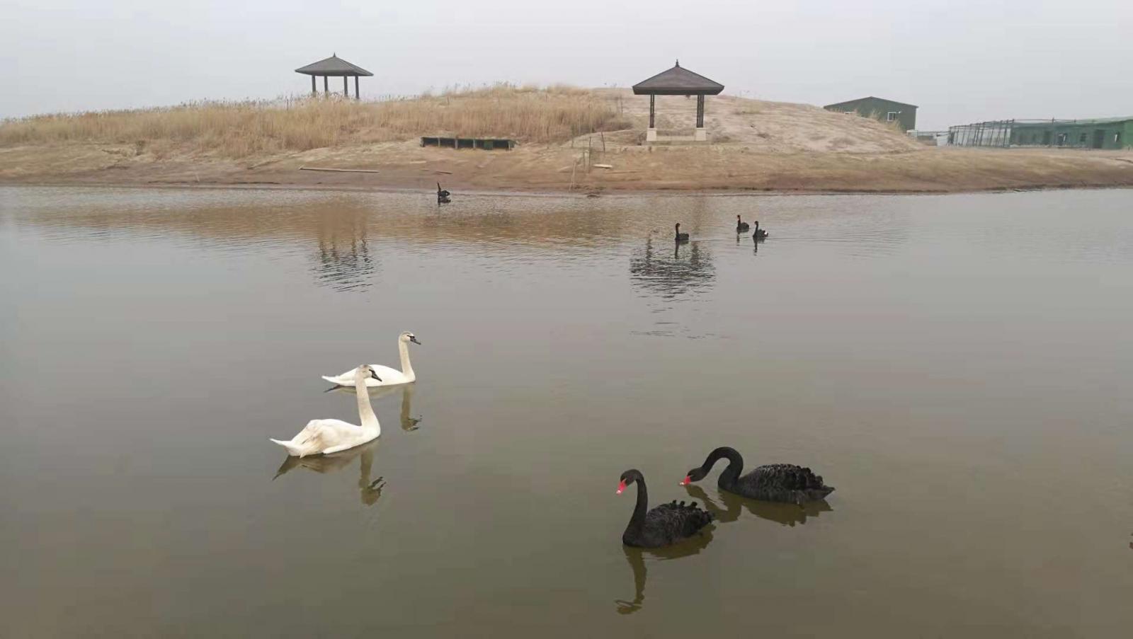 北京出发河北沧州2日自驾游：北塘古镇、洋货街、南大港湿地2日周末游