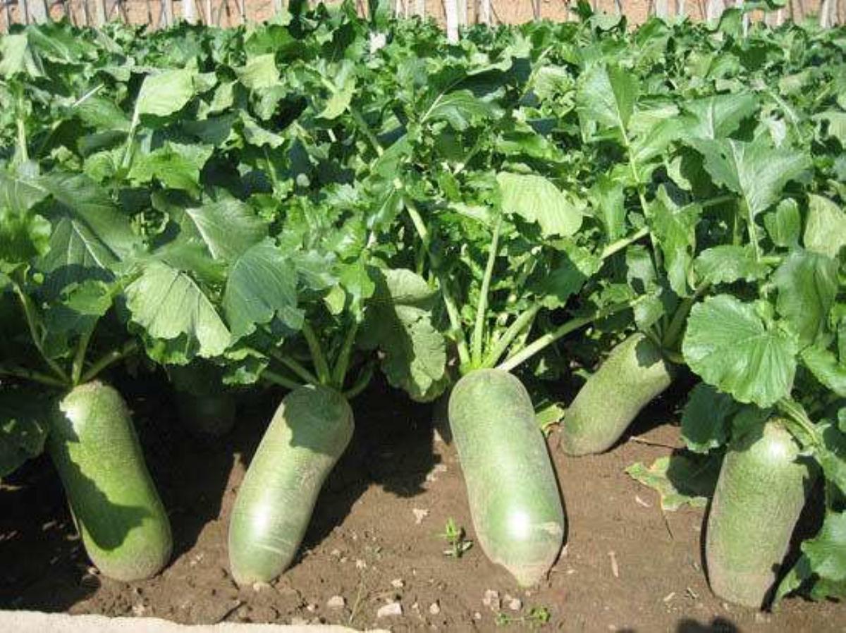 北京出发天津2日自驾游：柳青古镇-拔沙窝萝卜-吃沧州火锅鸡2日自驾游