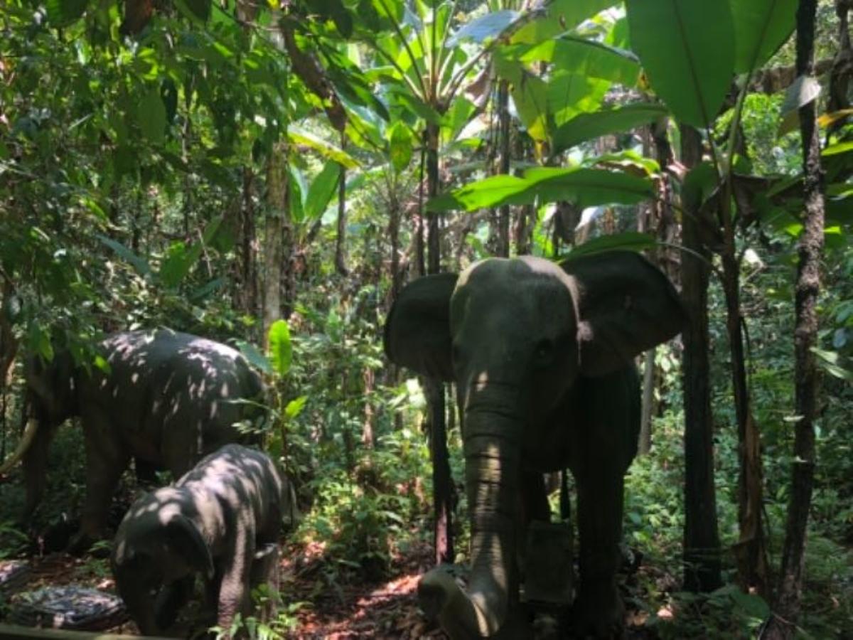 全国出发云南落地6日自驾游：望天树-傣族园-曼听公园6日房车自驾游