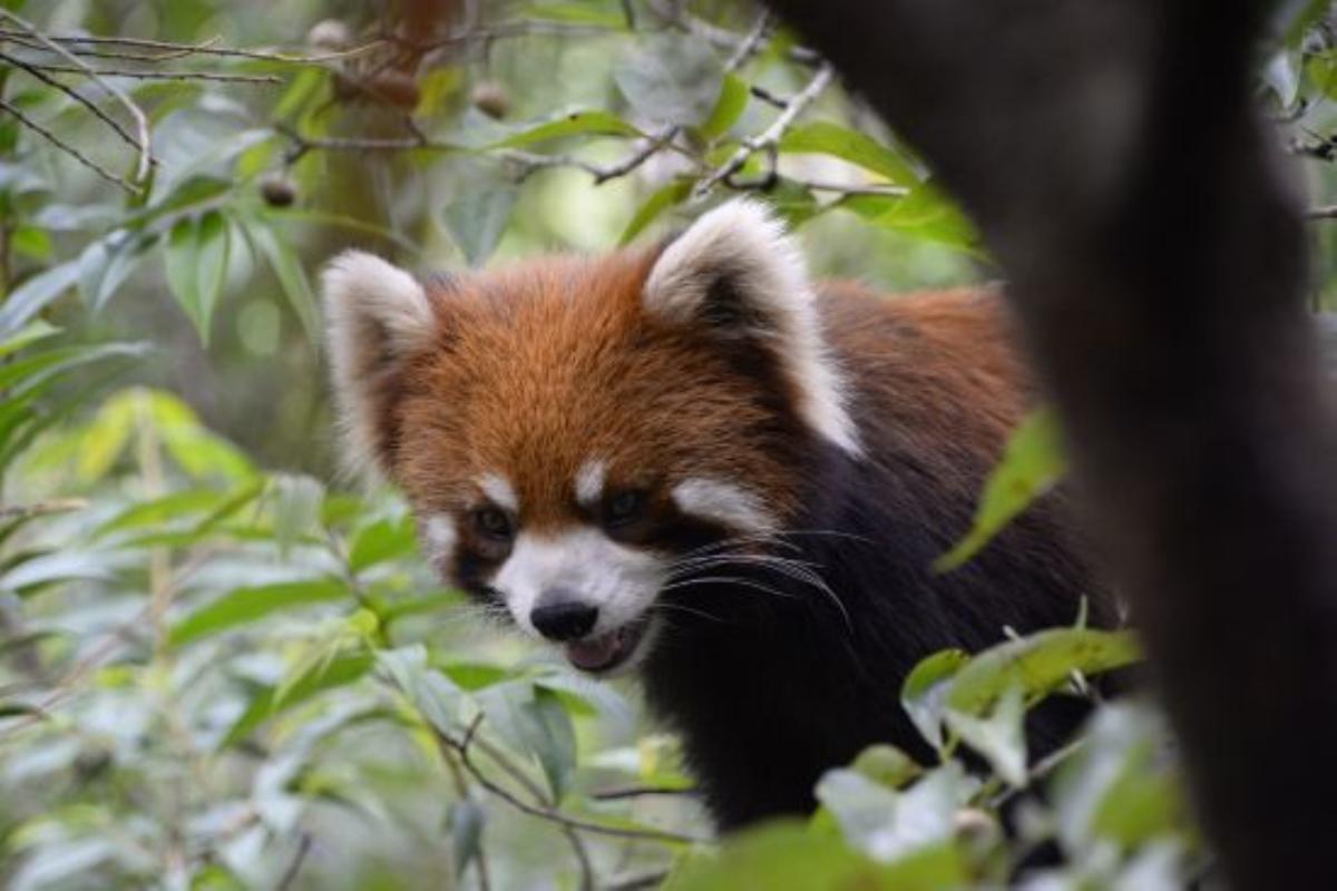 全国出发云南8日落地房车自驾游：普洱-西双版纳-傣族村8日落地自驾