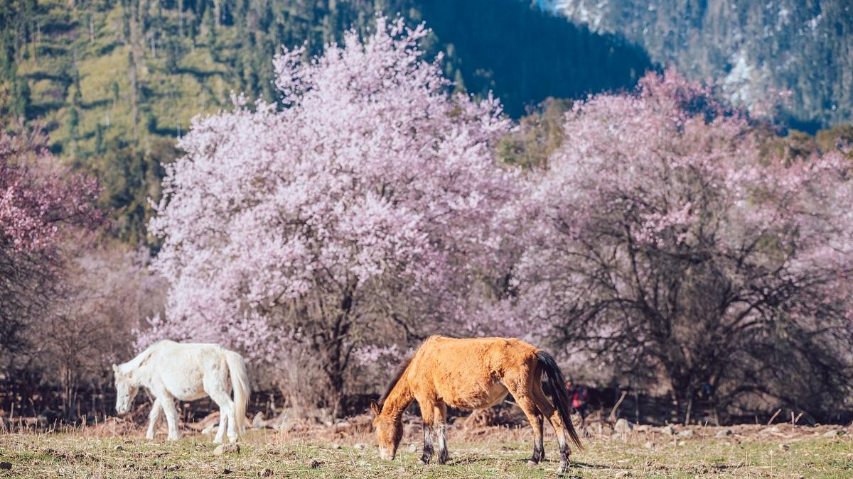 拉萨集结看林芝桃花7日落地自驾：波密桃花沟-嘎隆拉冰川-雅鲁藏布江大峡谷-巴松措-嘎拉桃花村7日自驾