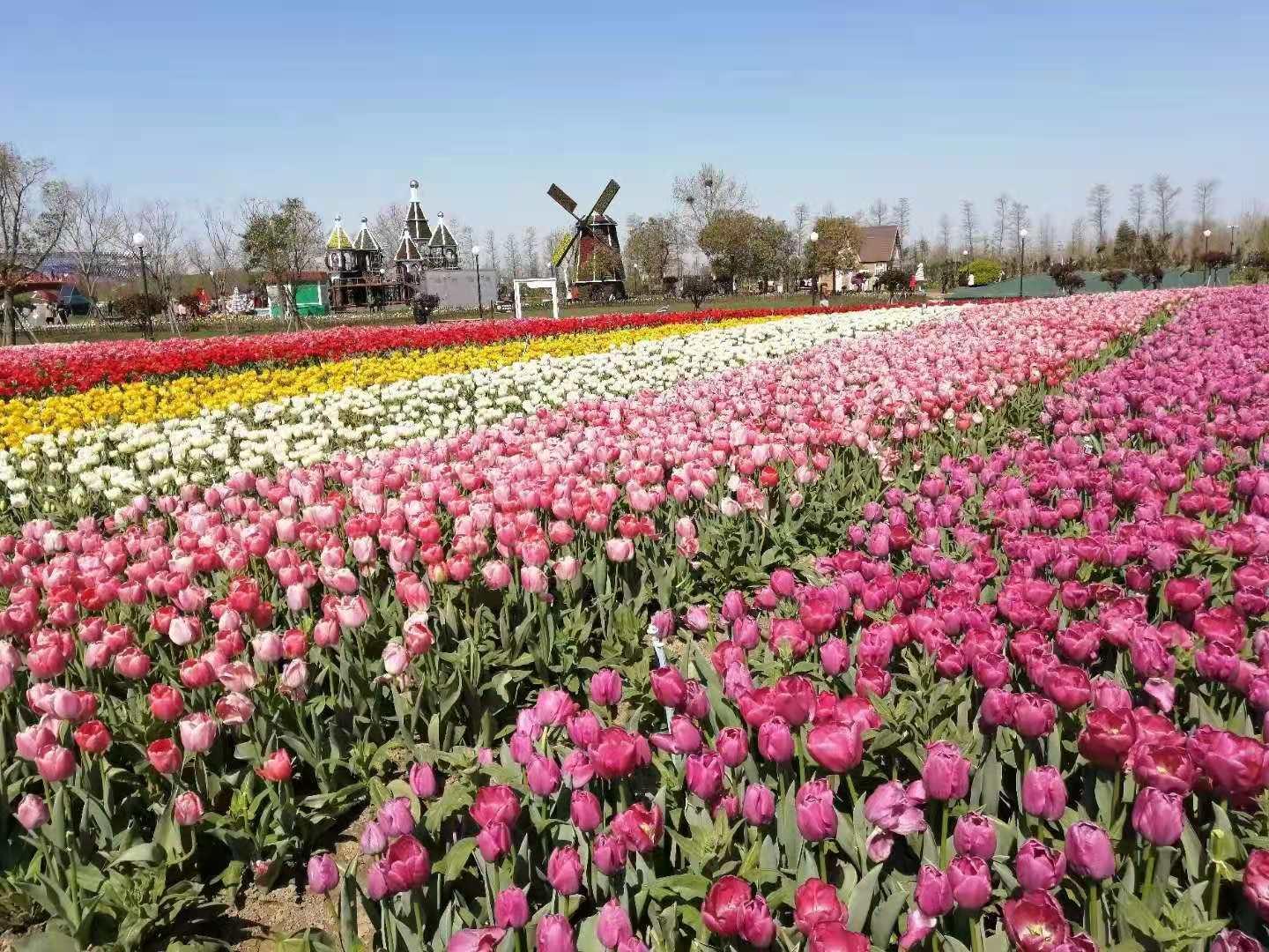 北京出发苏州山东7日自驾游：压油沟-苏州国际博览中心-高邮湖-荷兰花海7日自驾游