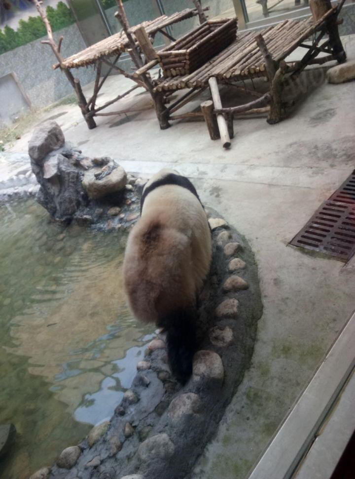 秦岭动物园的动物种类蛮多的,主要是来看看国宝和训狮表演的,看-汉中